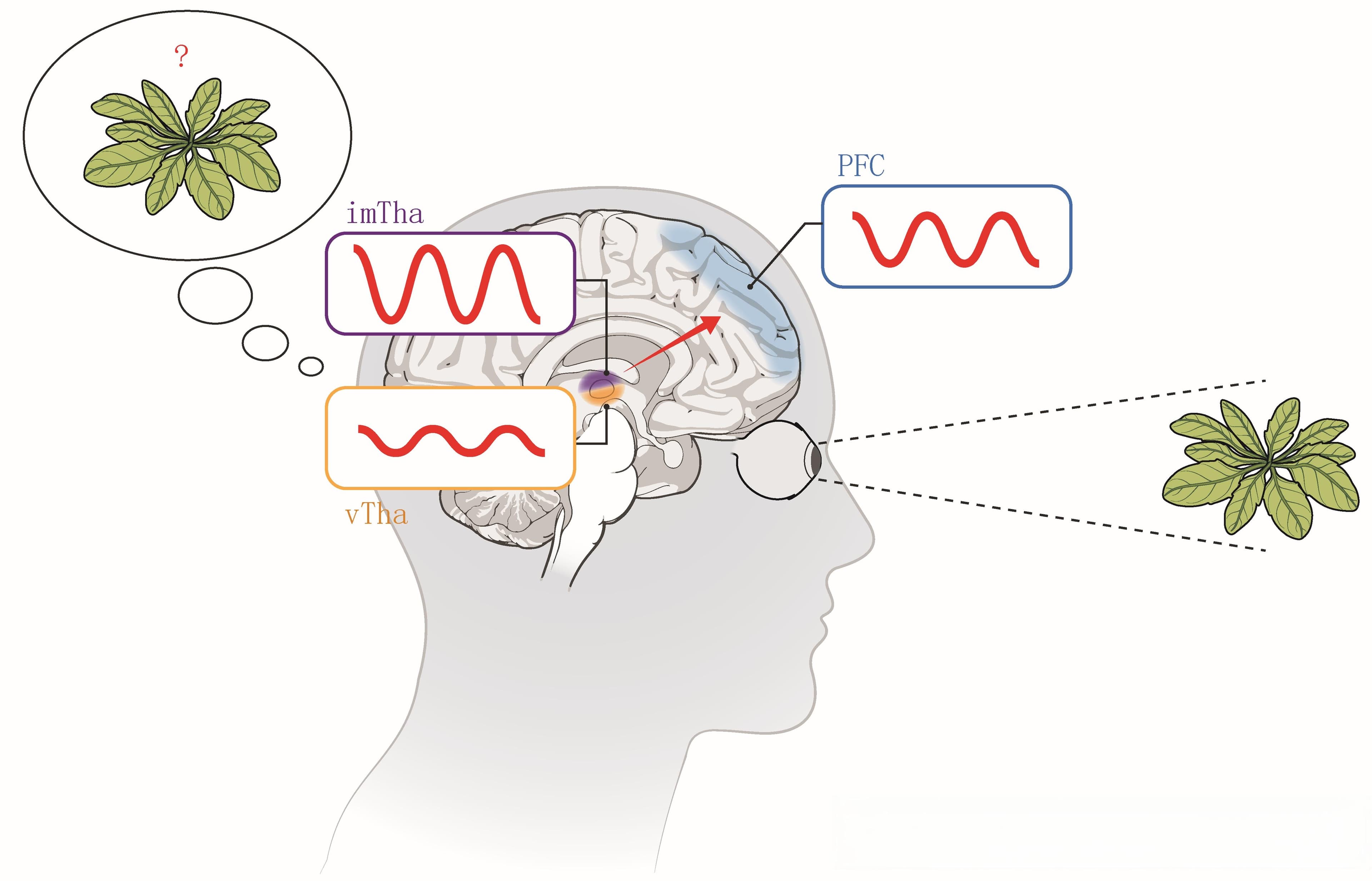 中国科学家在人脑深处发现意识体验的关键门控