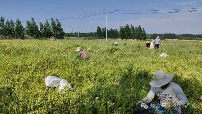 山东独有珍稀药材，百尺河种了140余亩
