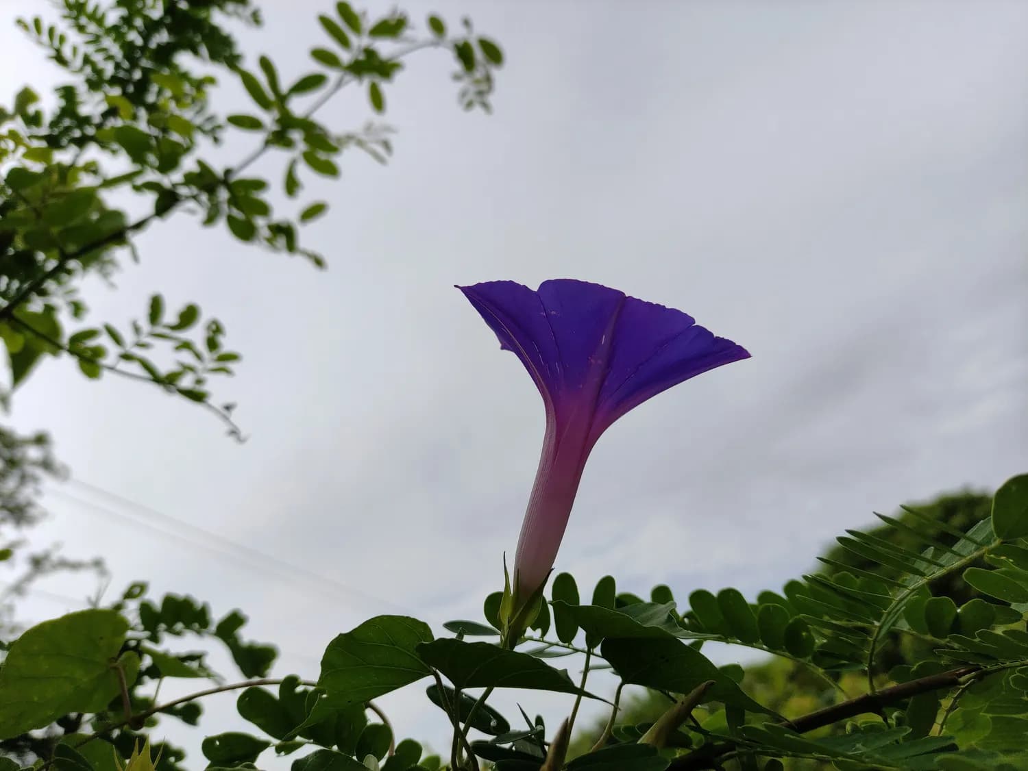 葛花与菊花决明汤：中医食疗改善眼底充血新选择