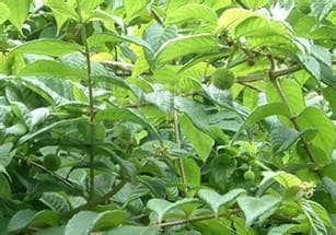 钩藤：息风止痉，清热平肝的常用中药材