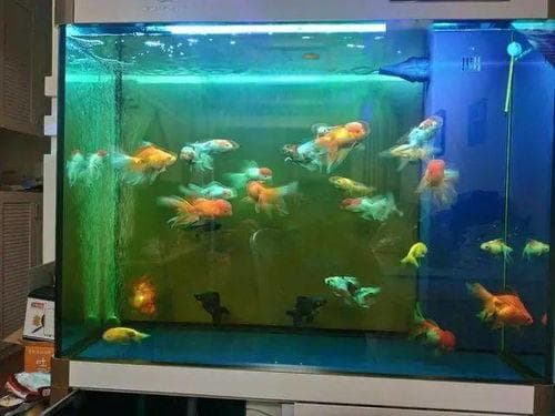 宠物鱼缸水循环系统完全指南：从构成到维护保养