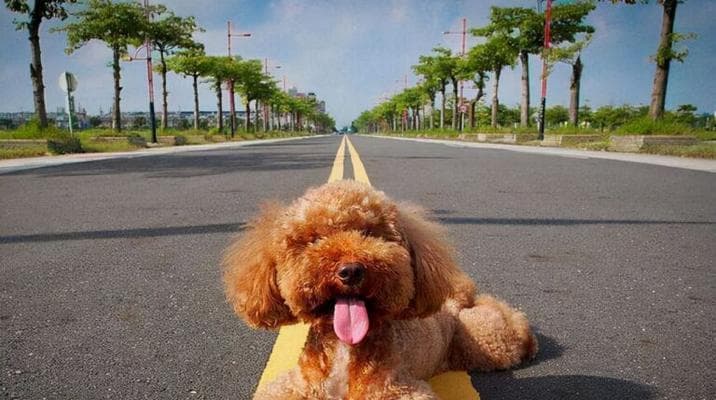 泰迪犬训练教学：培养听从、干净和社交能力的15个实用技巧