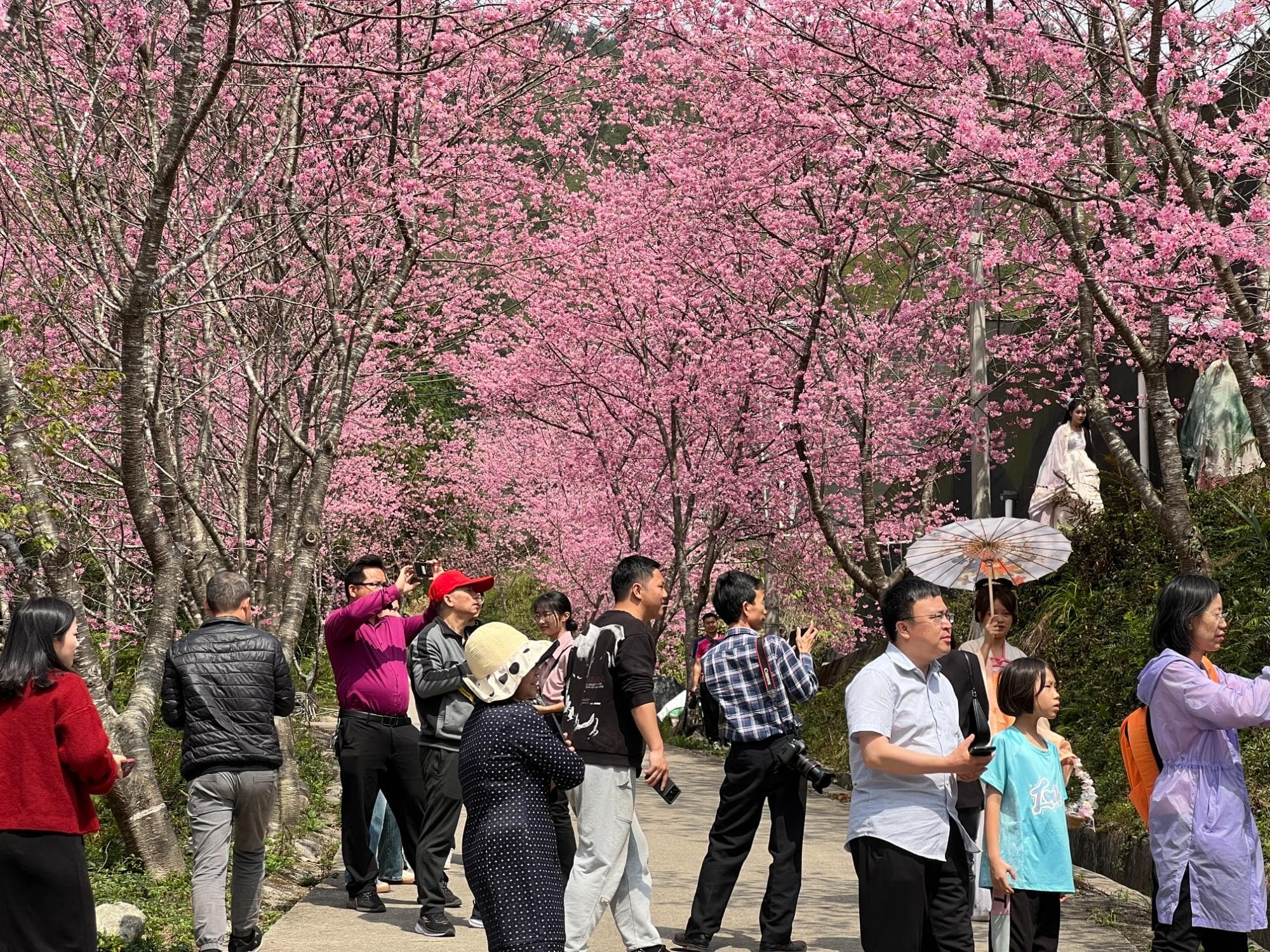 广东茂名：深山樱花绽放