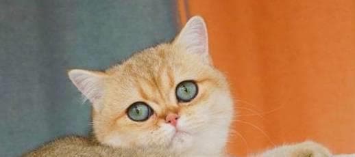 别再把它当橘猫啦！四点带你认识金渐层