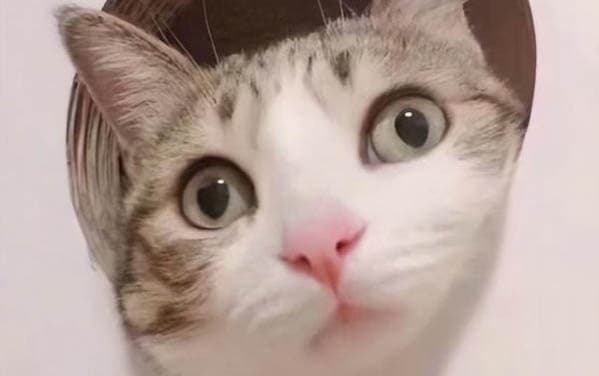 猫咪呕吐和鼻屎多怎么办？原因分析与处理方法