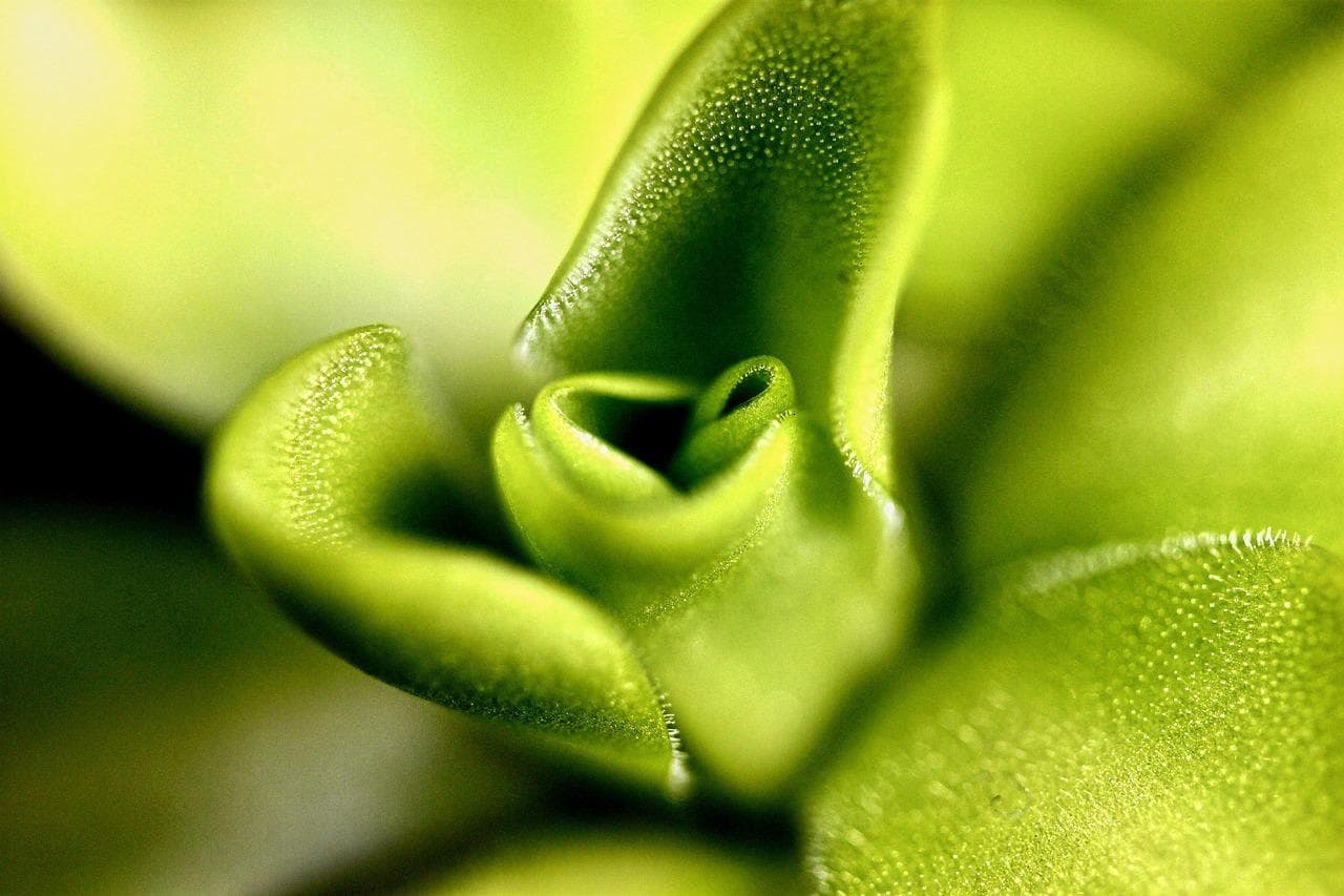 植物生长的“魔法”是什么？