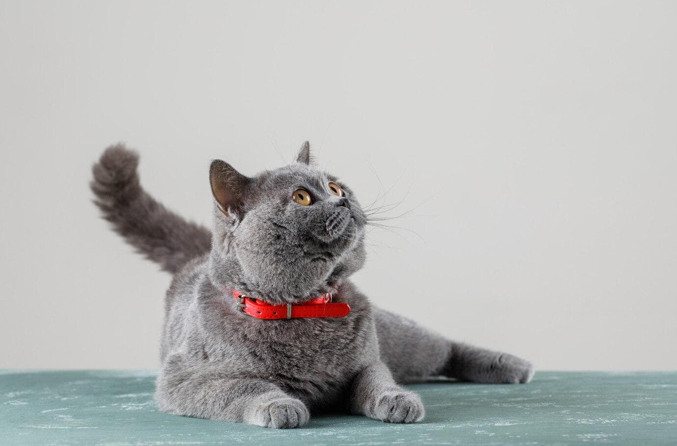 猫咪鼻子竟藏健康密码！你不能忽略的猫咪秘密