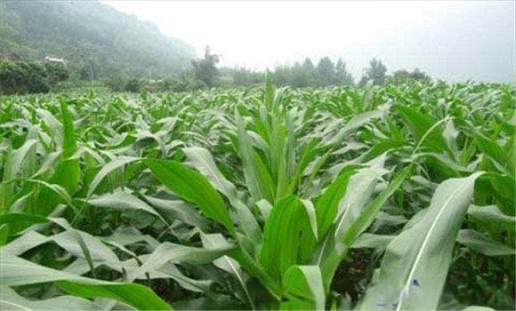 玉米生长的四大要素：温度、光照、水分和土壤要求详解