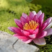 七彩千年木的养殖方法