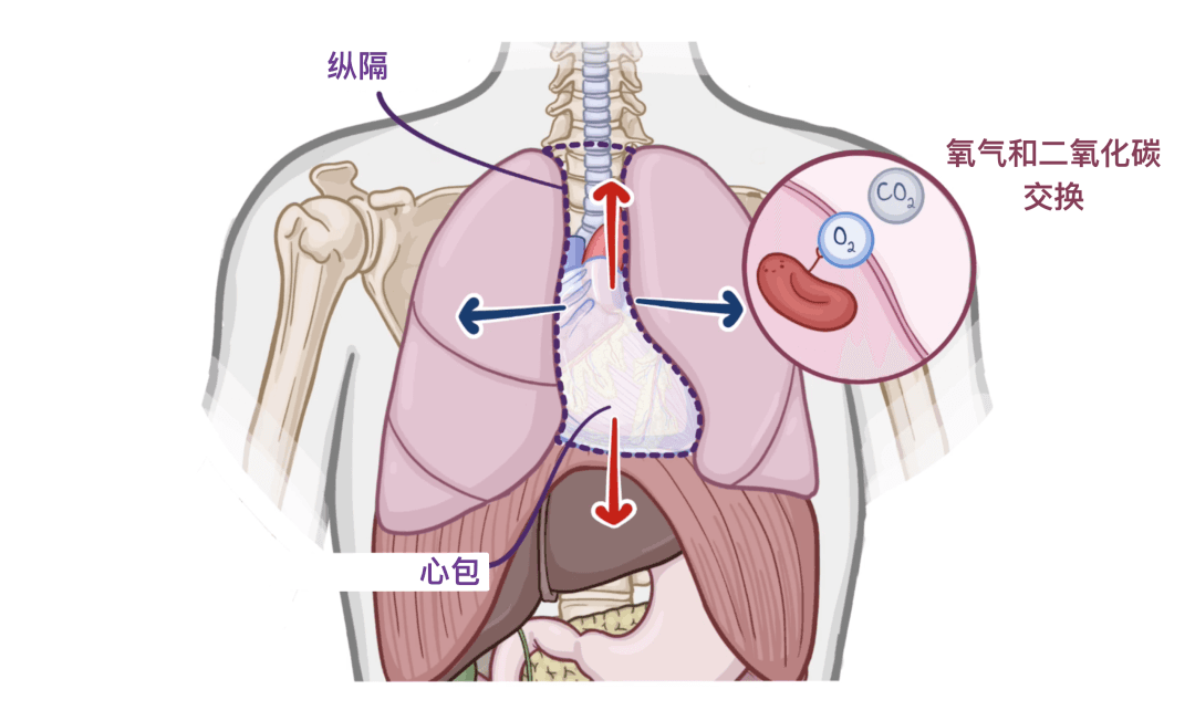 人体“发动机”心脏：结构、循环到神经控制的完整解析