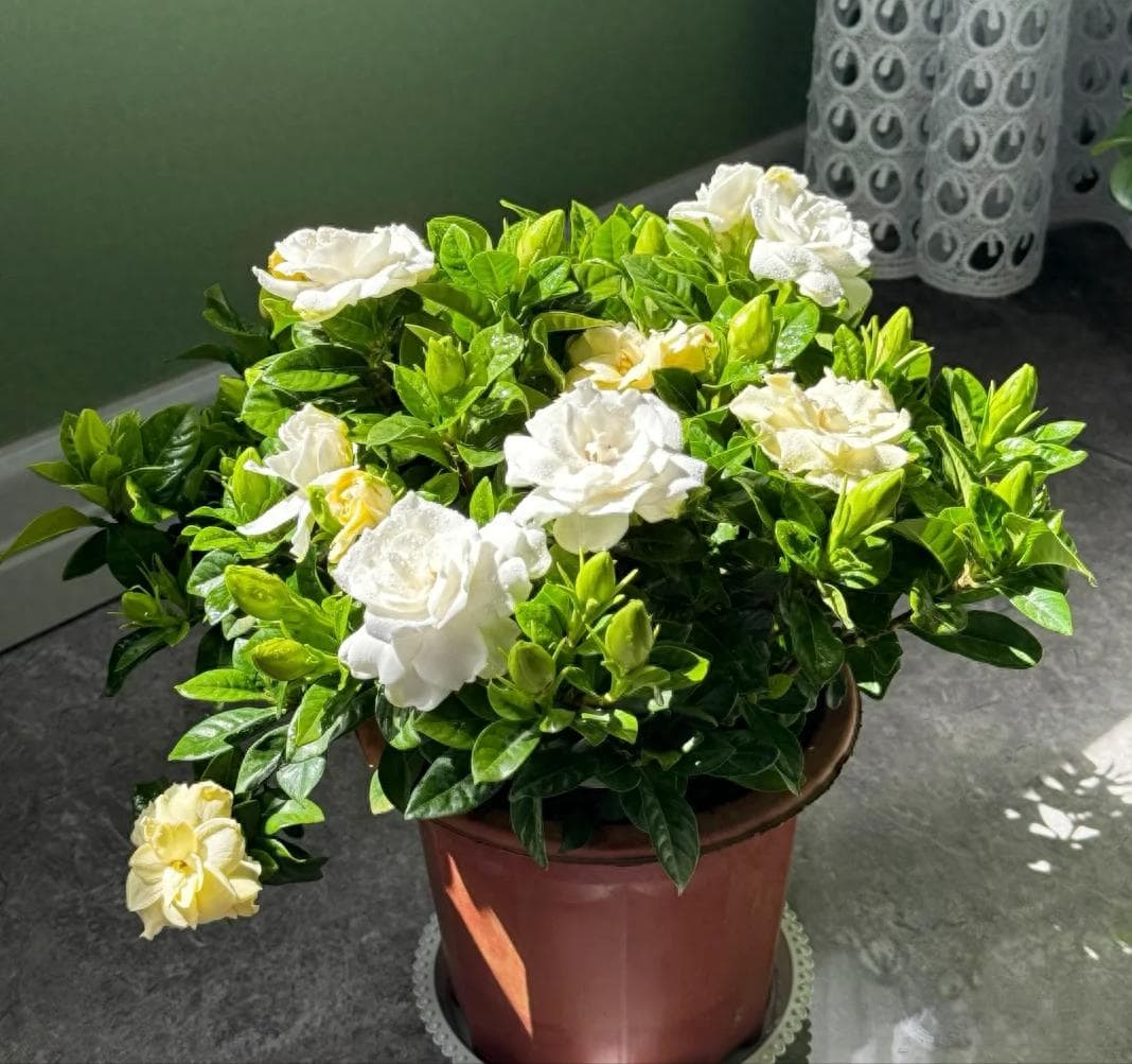 花市上的栀子花为何都“满头花苞”？4个关键养护技巧全解析