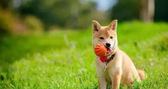 15个日常护理要点，让爱犬更健康快乐