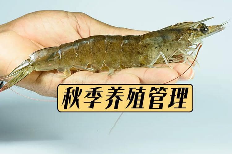 秋季南美白对虾和罗氏沼虾池塘如何管理？秋季对虾池塘水质管理要点和疾病防治