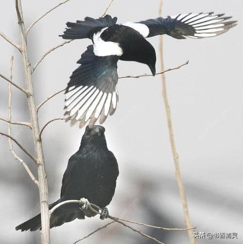喜鹊和乌鸦：谁才是真正的吉祥鸟？