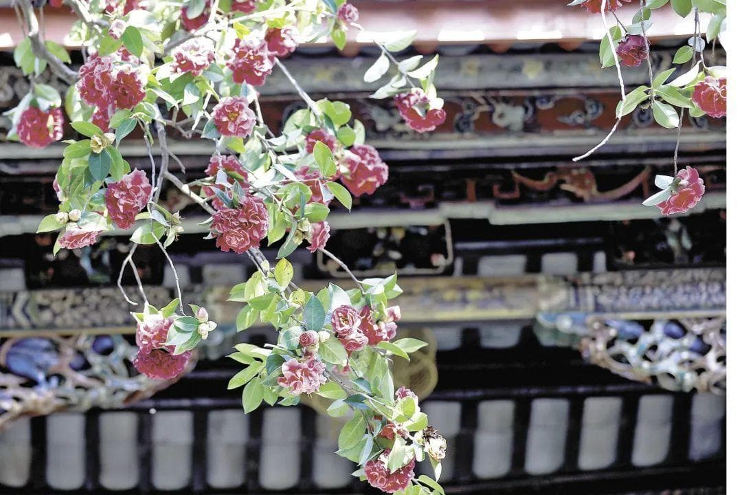 万花之城的昆明，市花为何选了它？