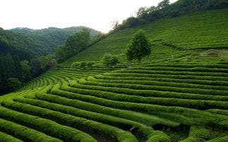 正山小种是什么茶，福建正山小种是什么茶