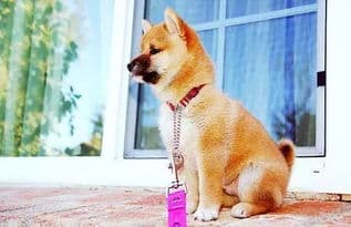 宠物犬皮肤病预防与治疗指南