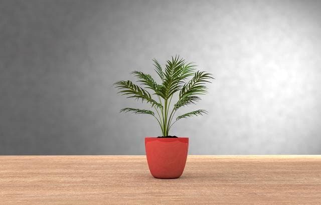 冬天盆栽如何安置御寒？全方位指南助你守护绿植生机！