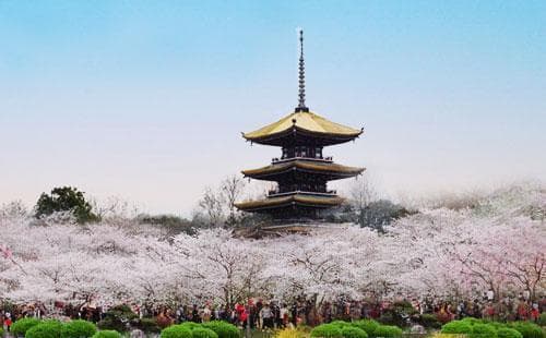 武汉赏樱最全景点指南：一场春日的花海盛宴