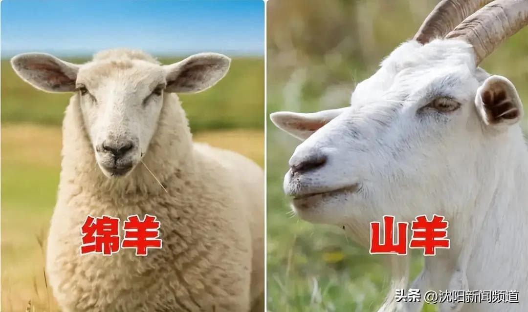 同样是羊肉：“绵羊肉”和“山羊肉”哪个好？区别很大，建议弄懂再买不会错