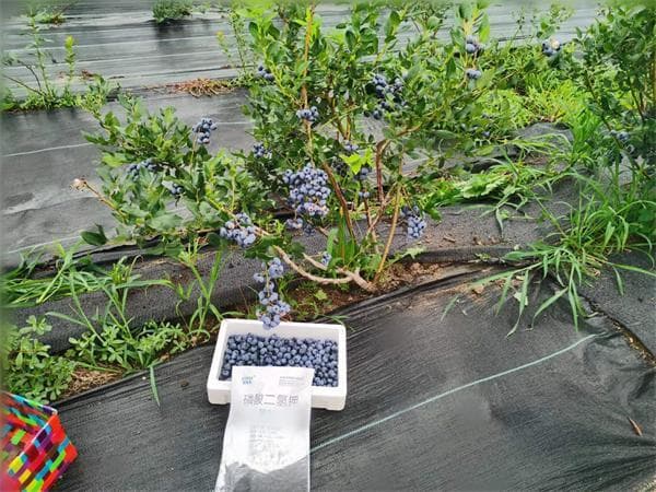 蓝莓施肥：打造丰收果园的关键步骤