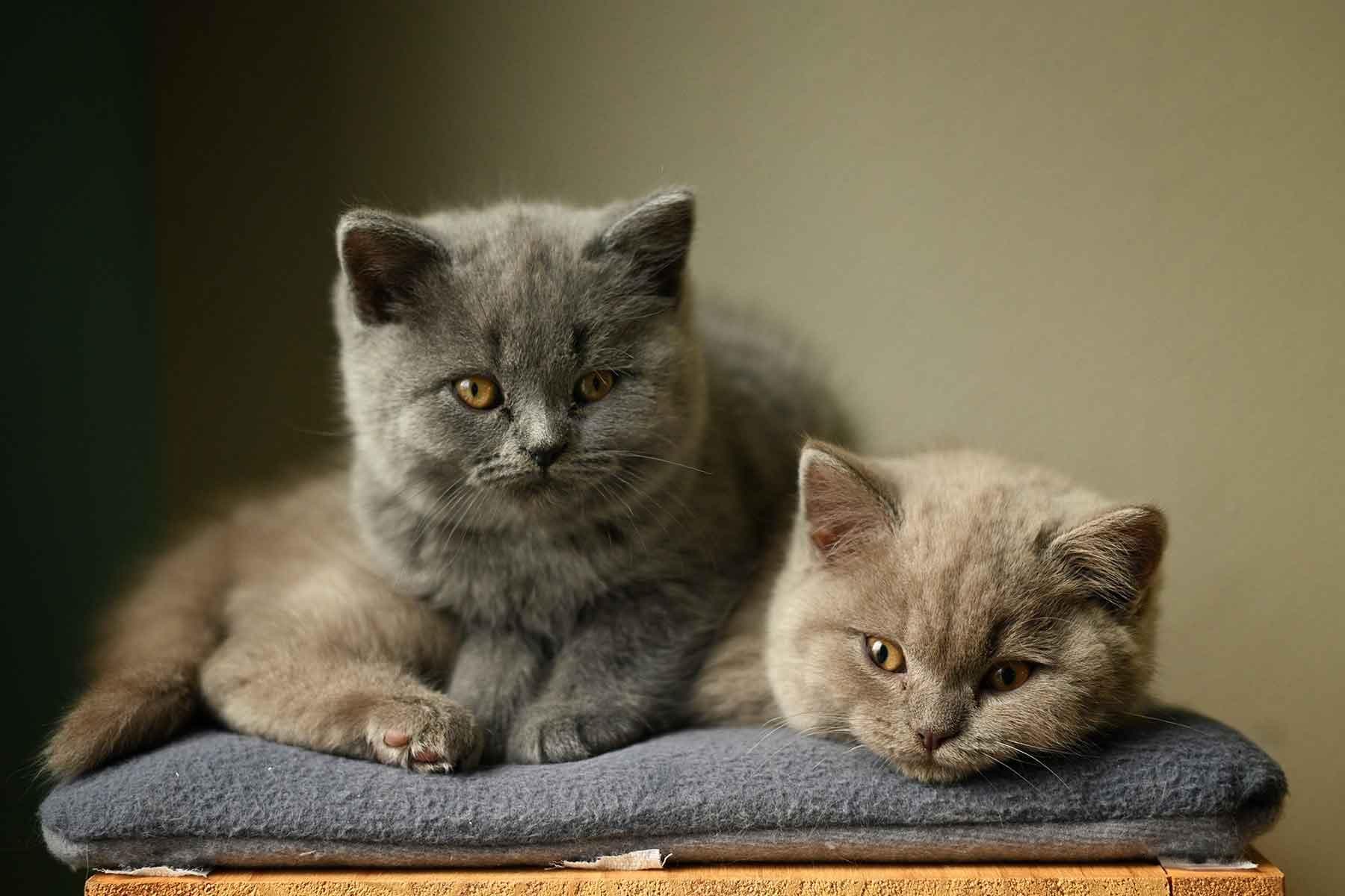 最火的猫咪品种有哪些
