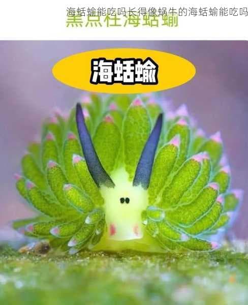 海蛞蝓能吃吗？海蛞蝓的食用指南