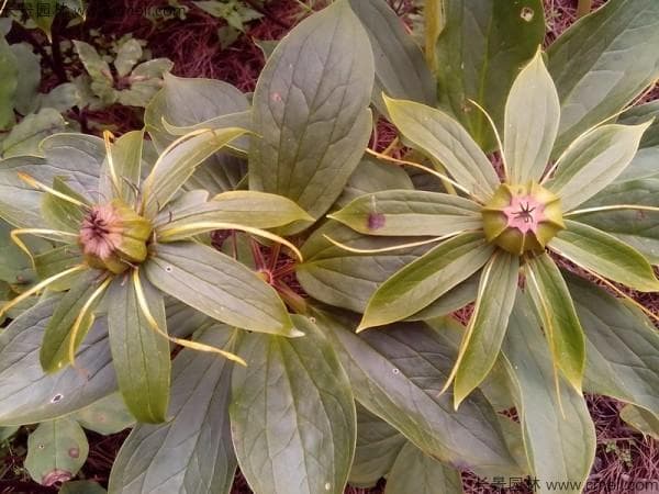 江苏适合种植重楼吗？从气候到土壤的全面分析