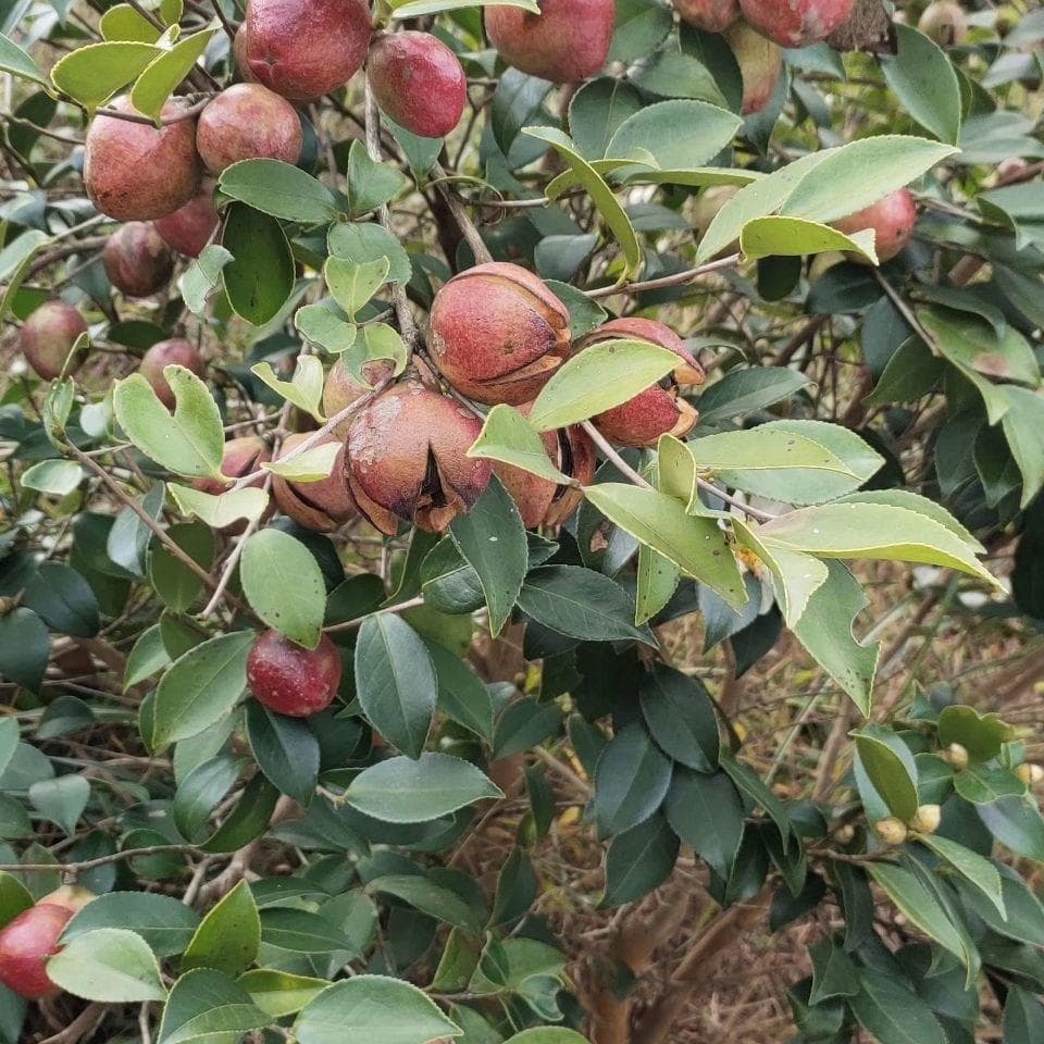 高产油茶苗哪个品种好