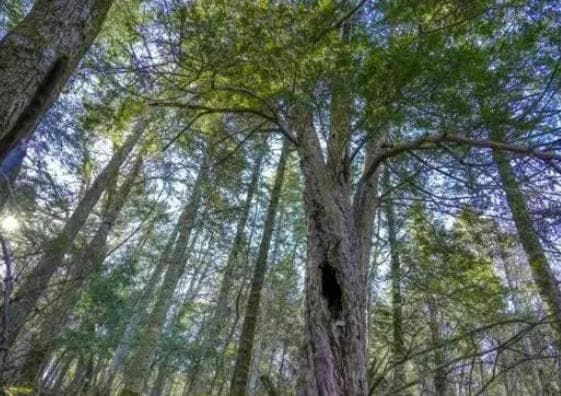 吉林延边现6棵千年红豆杉，专家：对生物多样性研究意义重大