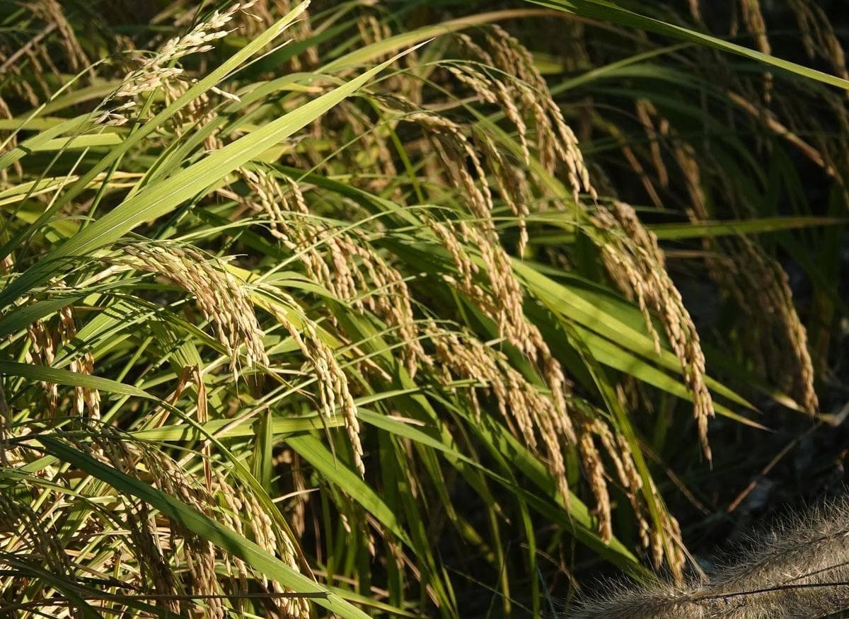赤霉素（GA）检测