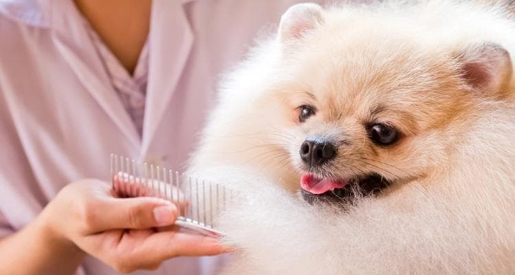 如何正确梳理你的博美犬毛发（宠物护理必备技巧，让你的博美犬更加健康美丽）