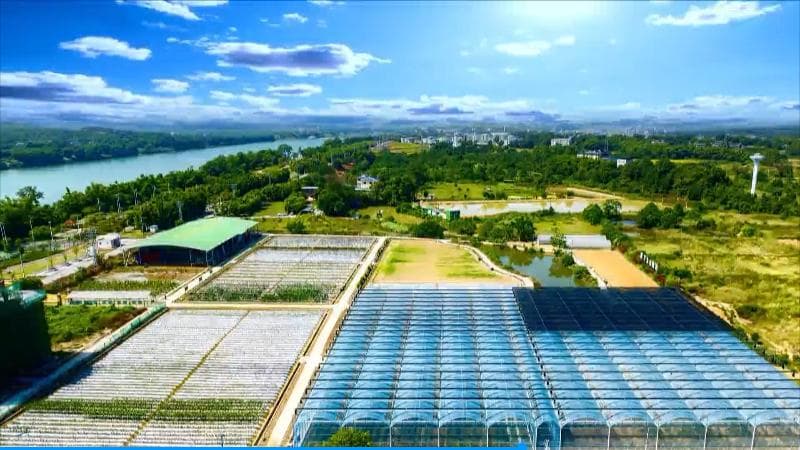 南宁西乡塘区：聚焦种业创新 赋能乡村振兴
