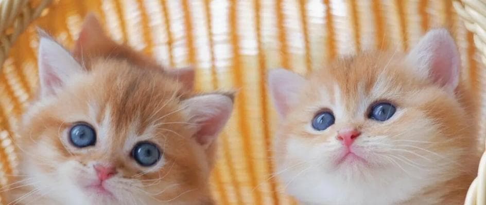 猫咪对新生儿有影响吗？如何确保宠物与婴儿安全共处？