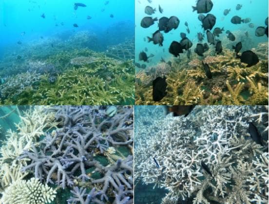 我国首个海洋生态系统修复效果评估国标发布：《珊瑚礁修复监测与效果评估技术指南》