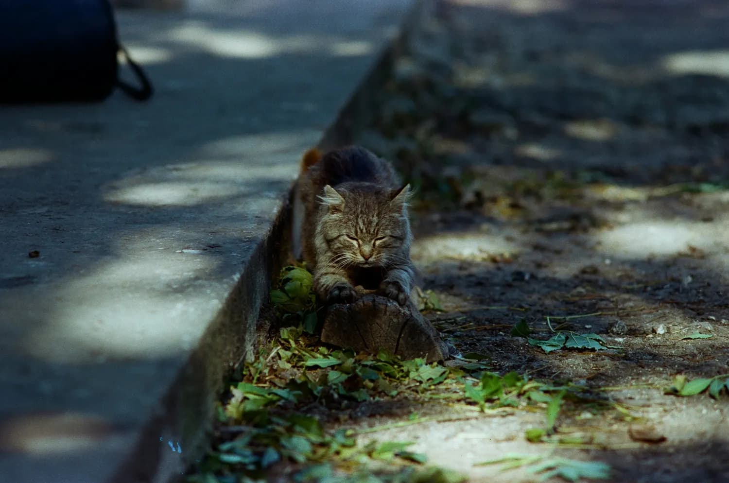 科学救助流浪猫：猫条的危害大揭秘！