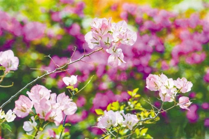 海南市花县花：一树花开 半城春色