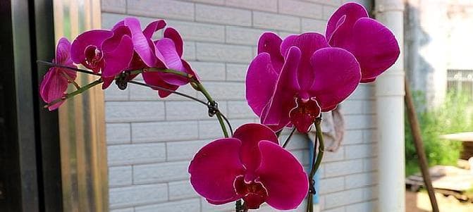 蝴蝶兰开花季节与月份解析：从秋季到冬季的美丽绽放