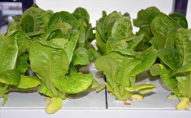 生菜种植时间和方法