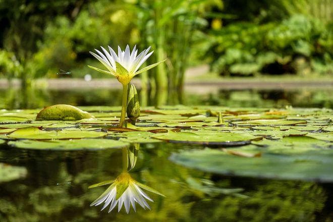 湿地水生植物有何妙用？80种常见水生植物