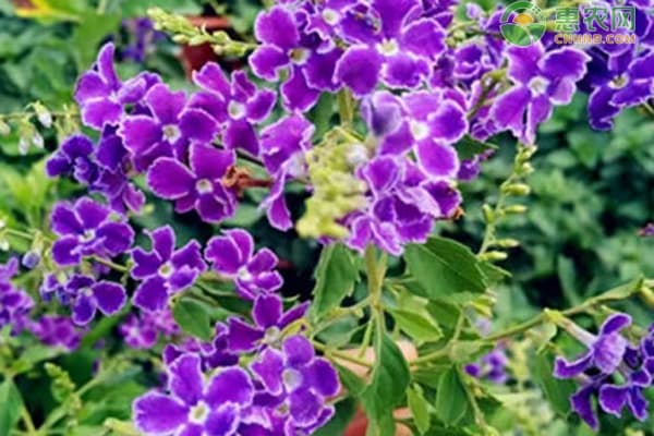 巧克力花的养殖方法和注意事项