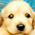 蛇咬伤的诊疗（上）
