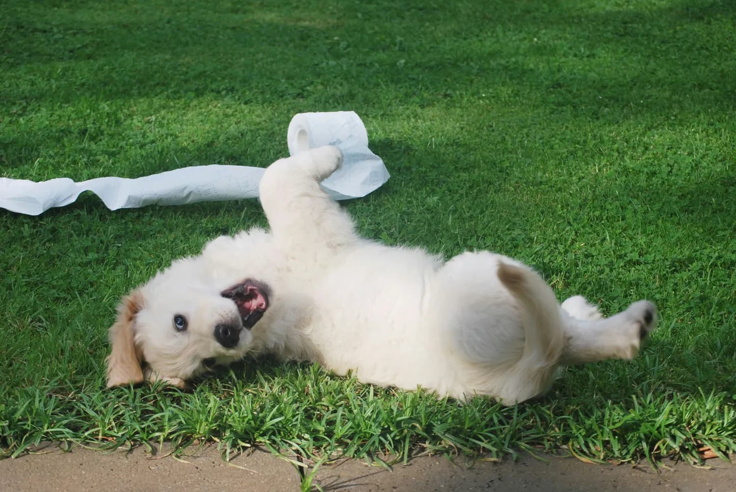 Potty Training神器：教你如何用尿垫训练狗狗