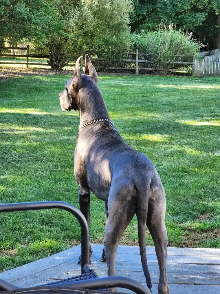 大丹犬：温柔的巨人，大型犬中的贵族