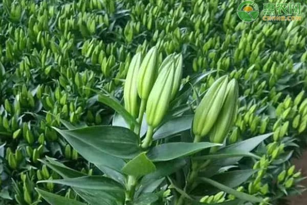 香水百合一年开几次花？