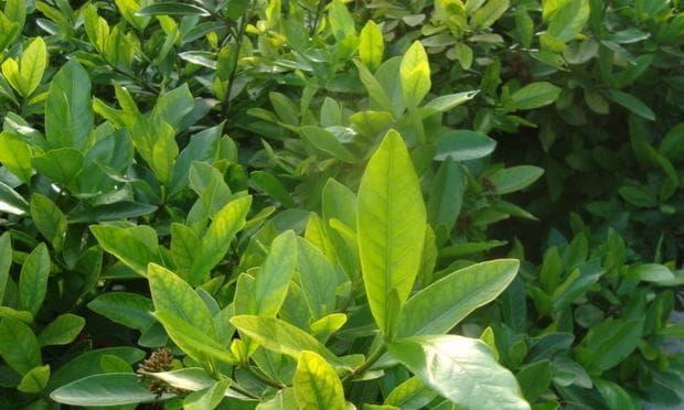 探秘有限花序中的仙女花——桃花（桃花的花序类型及生态特征）