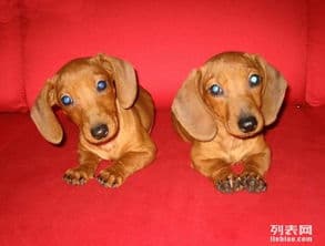 腊肠犬养护技巧，健康快乐相伴