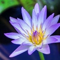 荸荠生吃的功效与作用