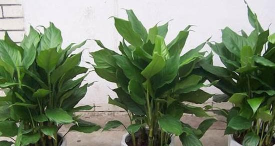 生菜的适光条件（喜阳还是喜阴？寻找生菜的光之秘密）