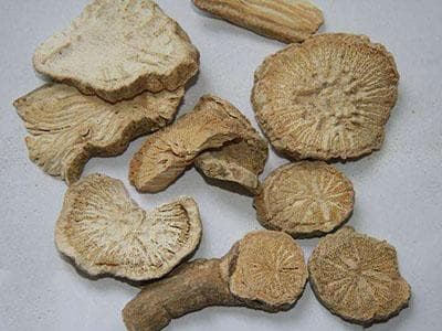 防已：化瘀宣痹利水消肿